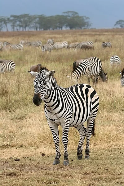 Zebra